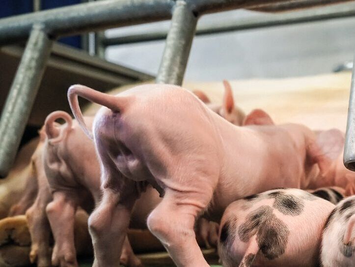 Dänemark. Im Bieterverfahren zum Ringelschwanz