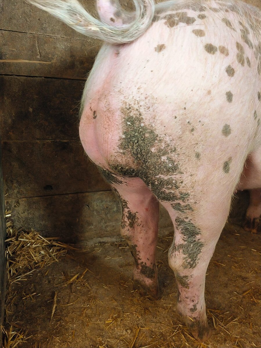 Schwein mit Hautveränderungen durch Zinkmangel