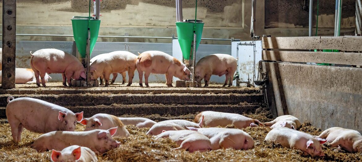 Schweine im Strohstall