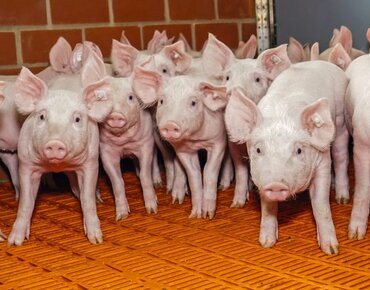 Absetzferkel im Stall