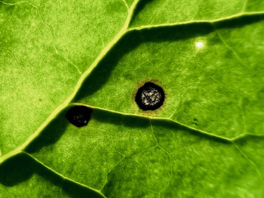 Cercospora