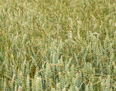 Weizen mit starkem Ungrasbesatz