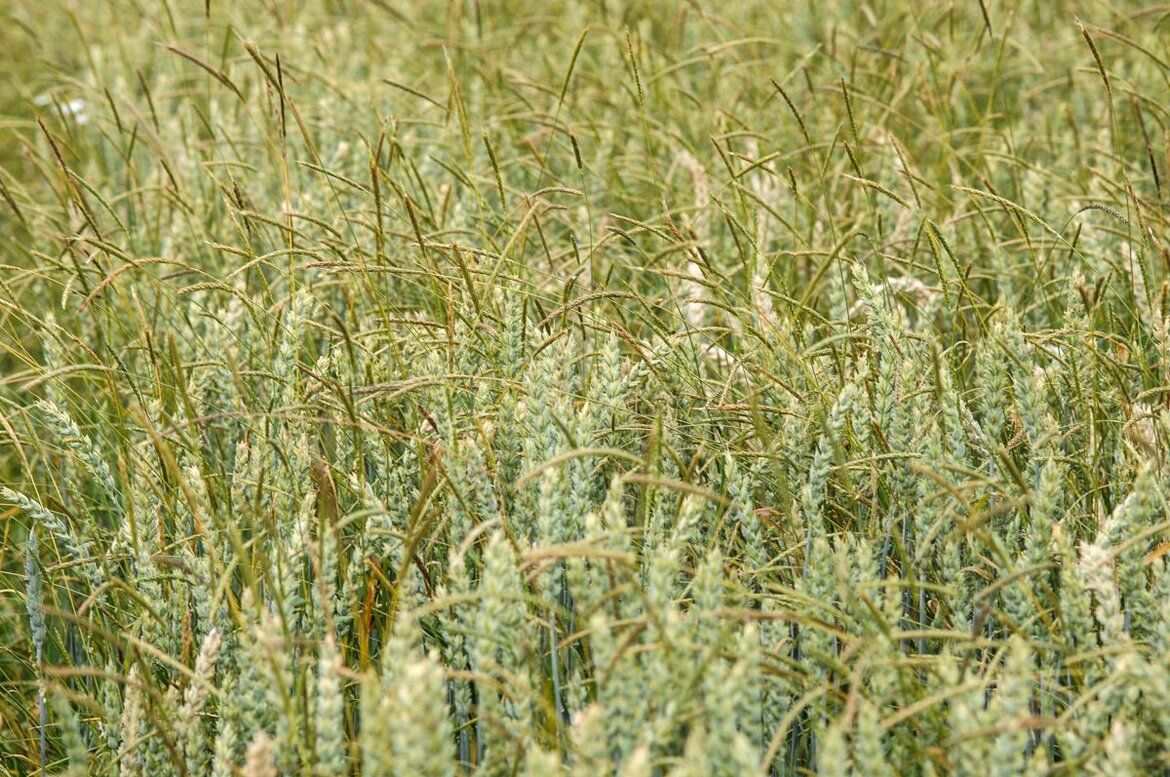 Weizen mit starkem Ungrasbesatz