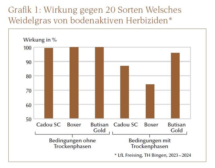 Welsches Weidelgras 