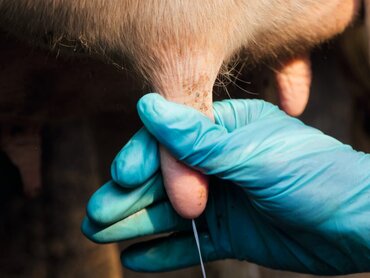 Eine Hand mit Handschuh melkt ein Kuheuter