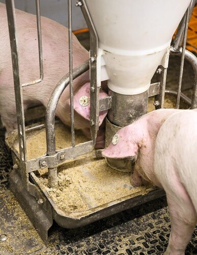 Schweine fressen am Trog