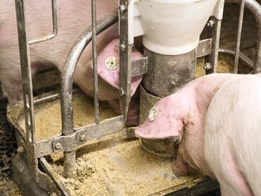 Schweine fressen am Trog