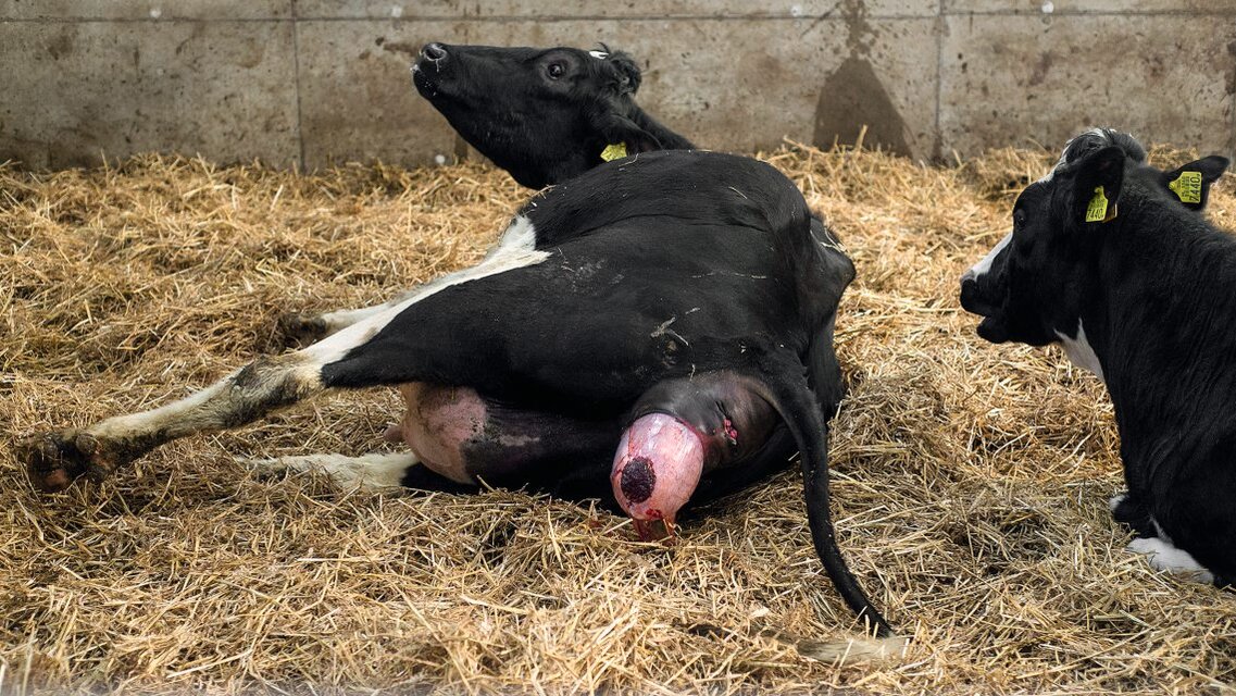 Färse bei der Kalbung