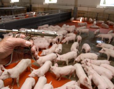 Spritze im Vordergurnd, im Hintergrund Mastschweine