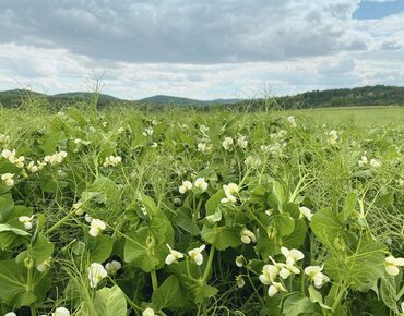 Wintererbsen Bestand