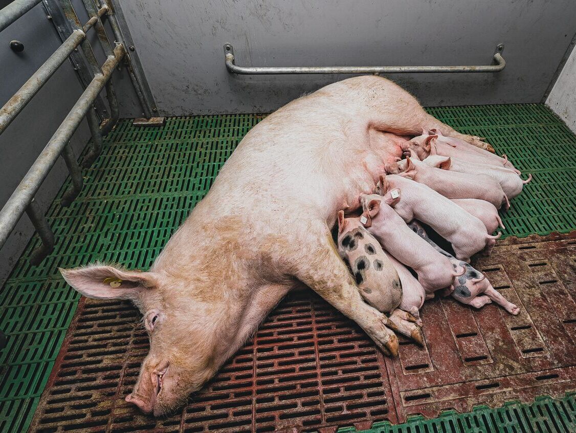 Schweinehaltung. Jedes Kilo zählt 