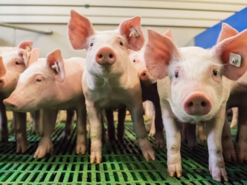 Agrarstruktur. Jeder siebte Schweinehalter gibt auf