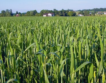 Weizen im Fahnenbltt-Stadium