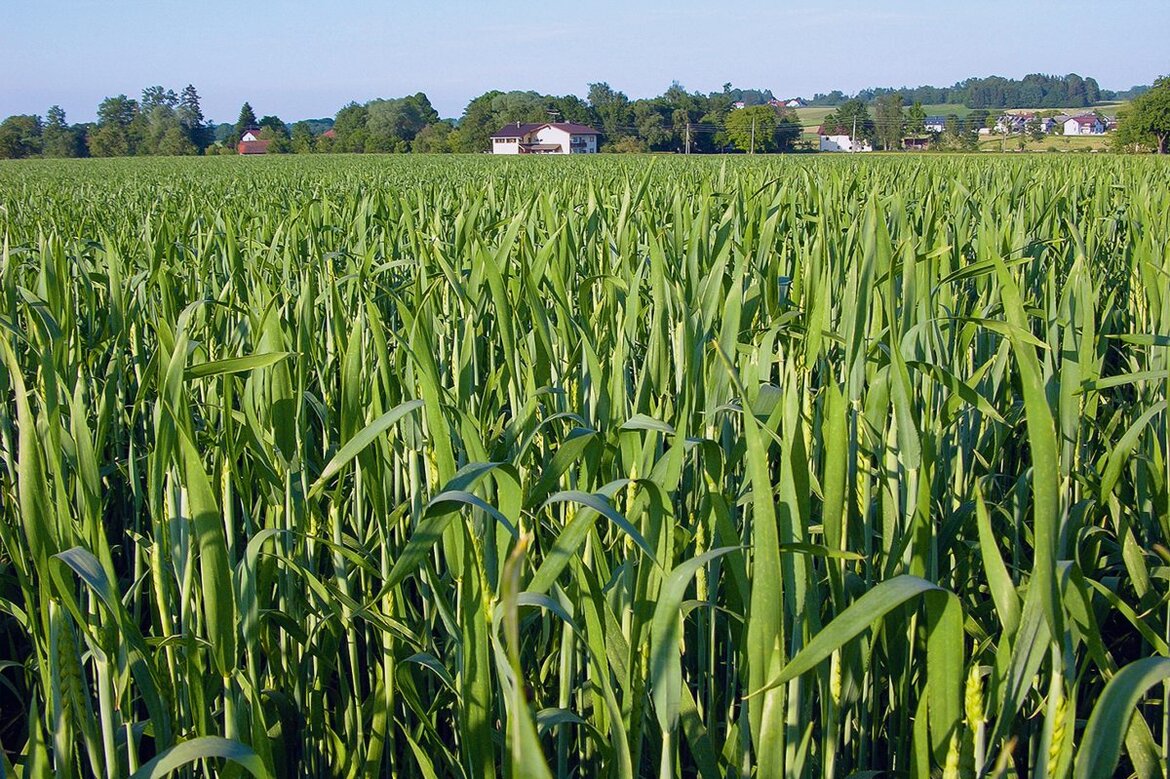 Weizen im Fahnenbltt-Stadium
