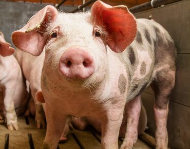 Schwein im Stall