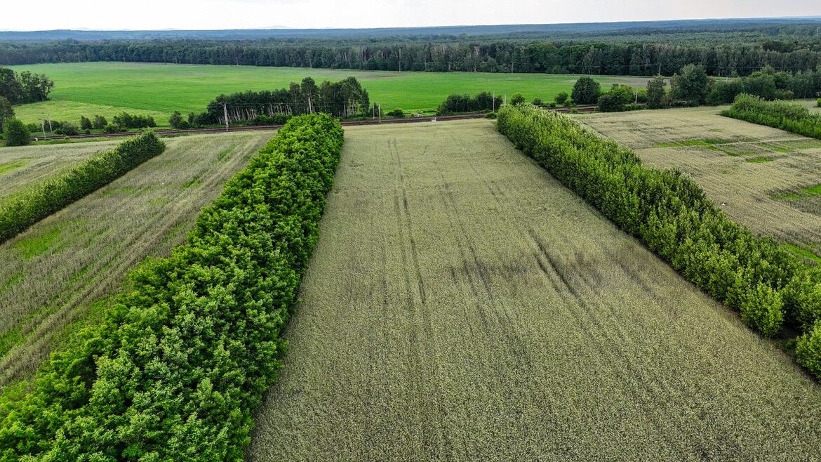 Agroforstwirtschaft