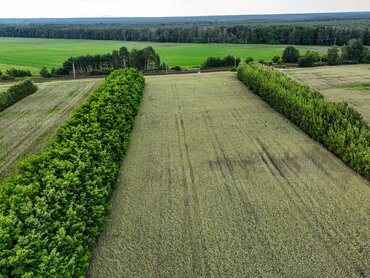 Agroforstwirtschaft
