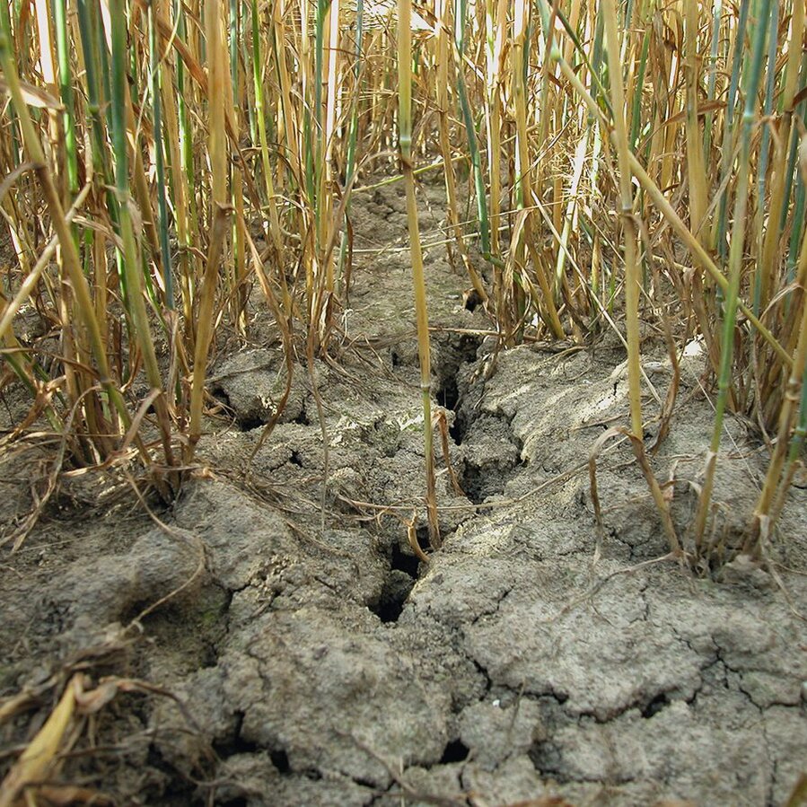 trockenrisse im Boden im Gerstenfeld