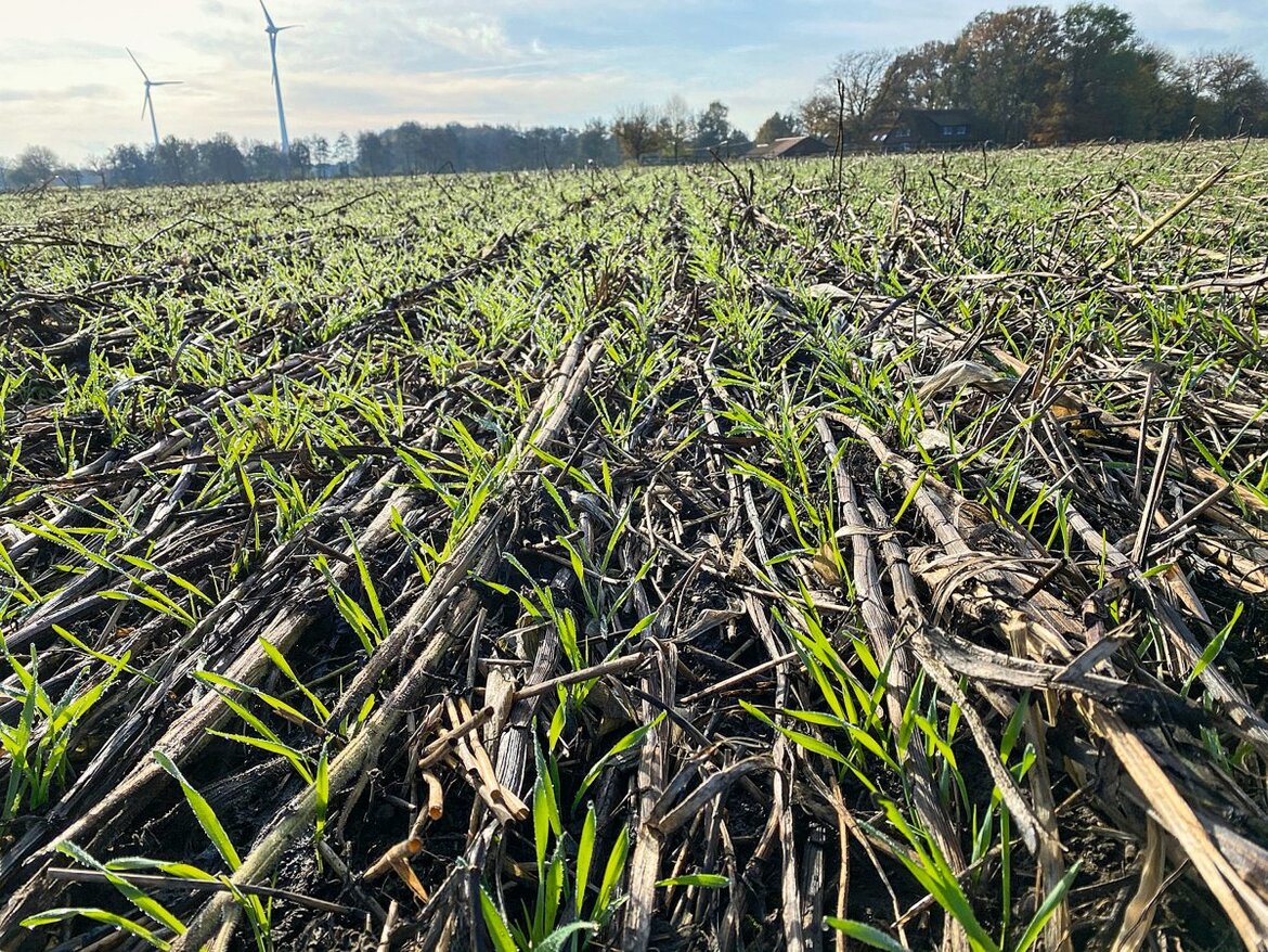 Sommerzwischenfrüchte