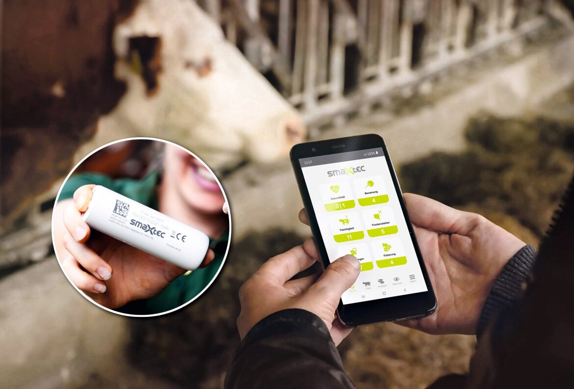 Pansenbolus und Smartphone mit der App, auf der die Daten des Bolus einsehbar sind