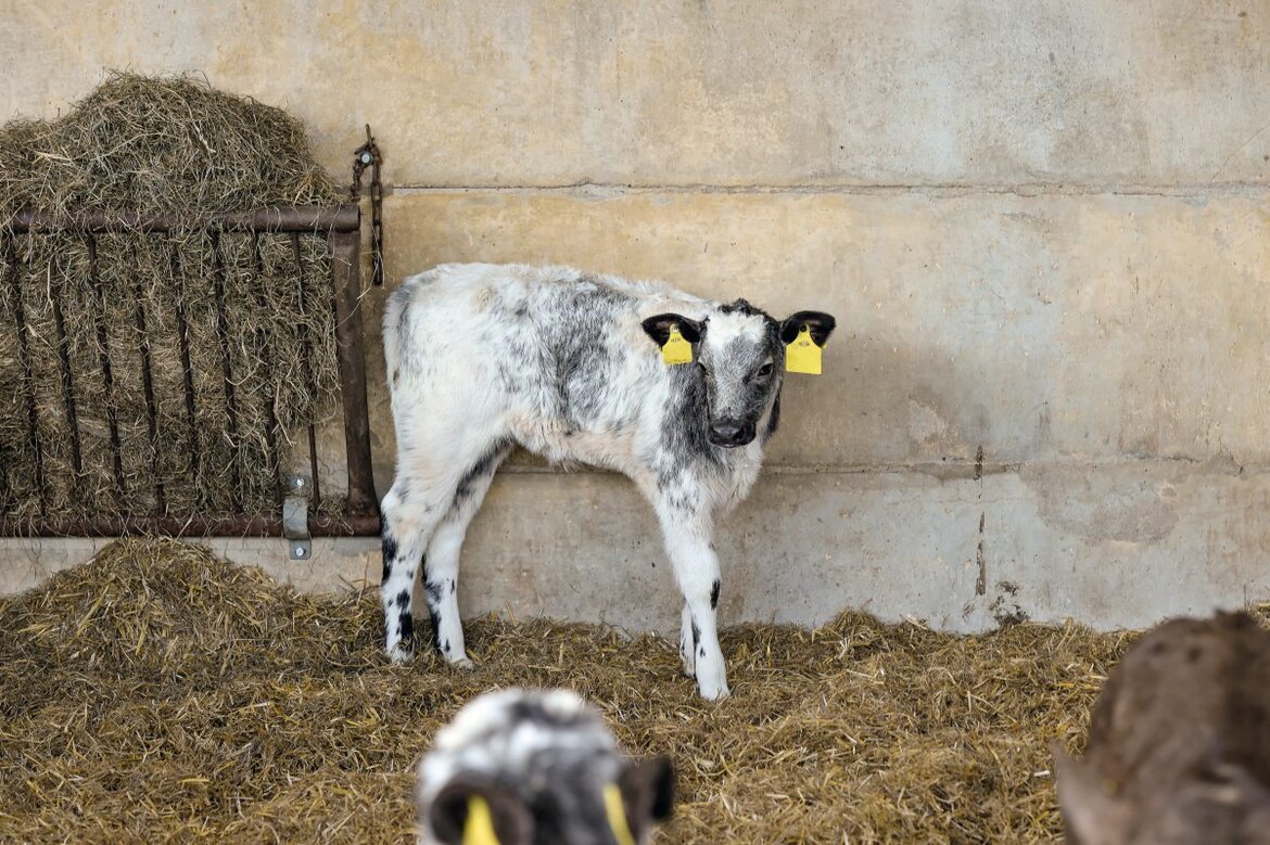 Kreuzungskalb HF x WBB