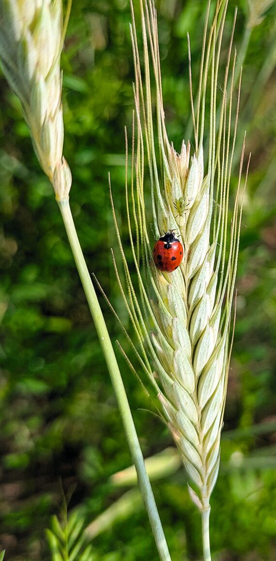 Marienkäfer auf einer Triticale-Pflanze