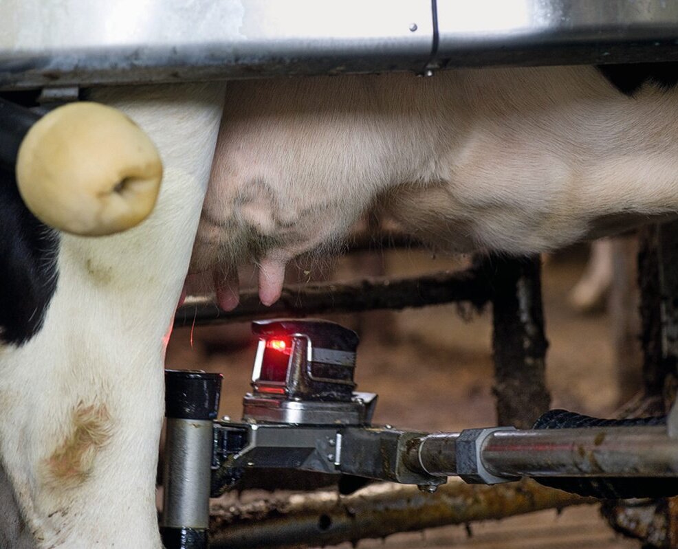 Melkroboter Nahaufnahme Ansetzen