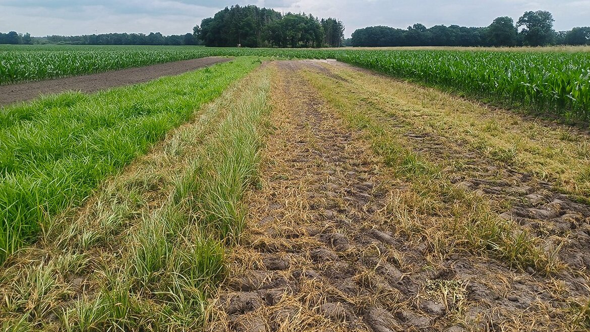 Zweimal eine Überfahrt mit Strom: Der Besatz mit Erdmandelgras ist hoch, die Wirkung nicht vollständig.