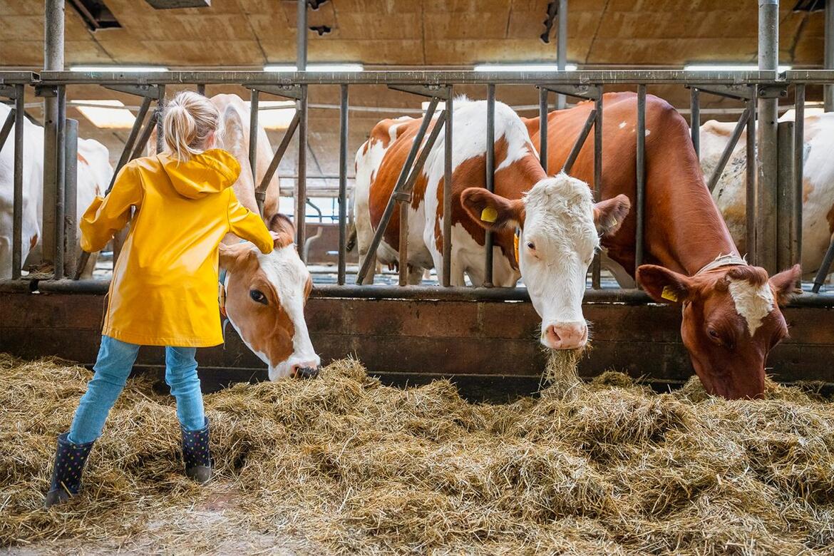 Kind steht auf dem Futtertisch vor fressenden Kühen