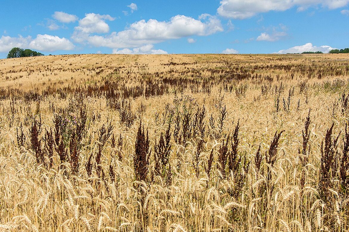 Weizenfeld mit Ampfer