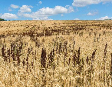 Weizenfeld mit Ampfer