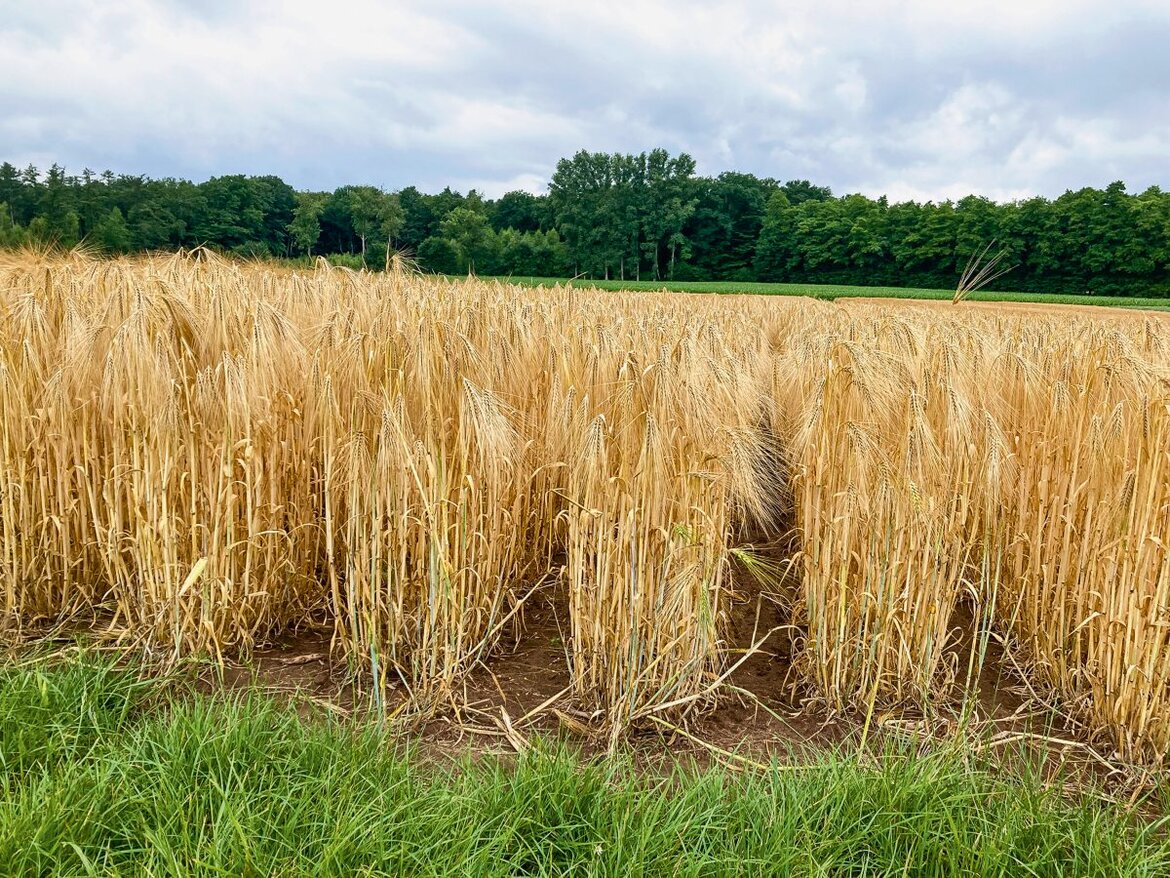 Streifenanbau, weite Reihen bei Gerste