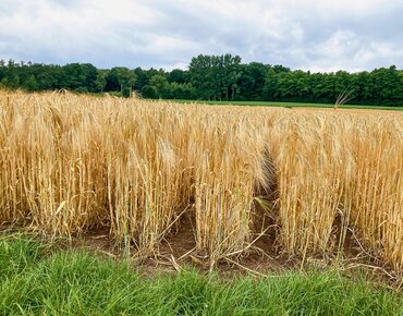 Streifenanbau, weite Reihen bei Gerste
