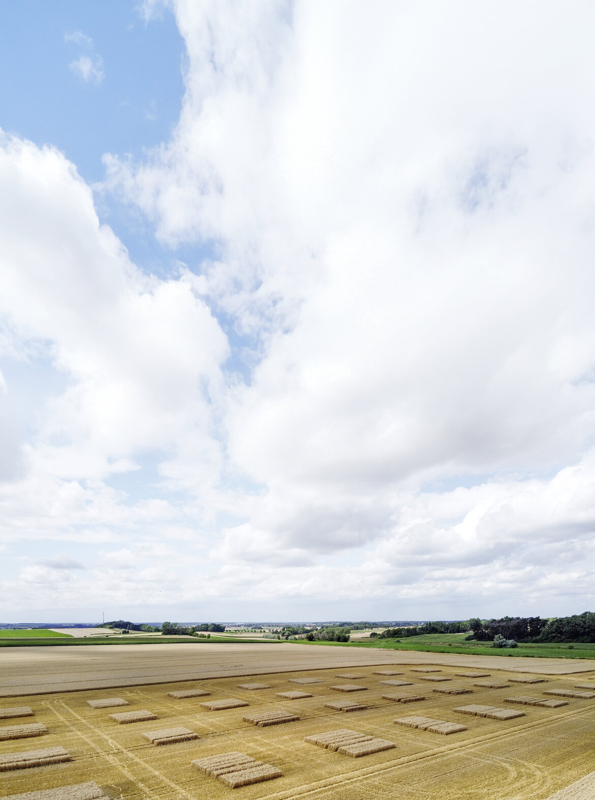 Feld mit Versuchsparzellen