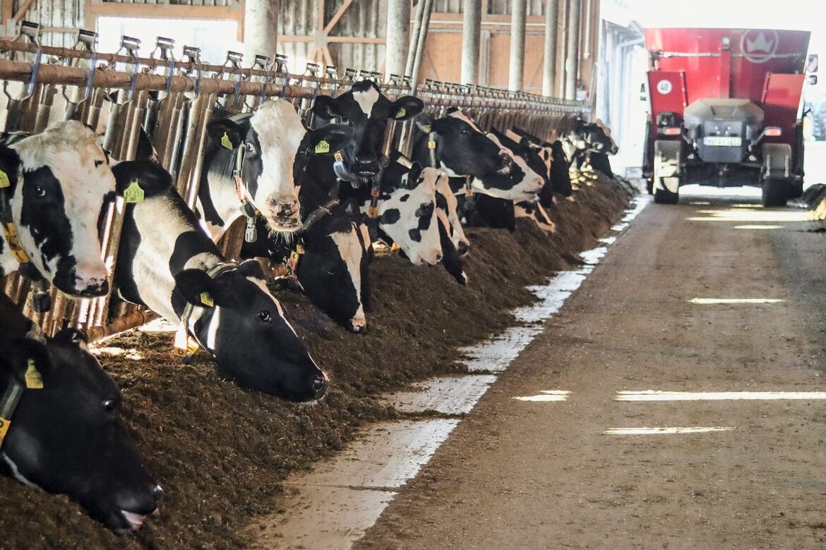 Kühe stehen am Futtertisch, im Hintergrund fährt ein Mischwagen in den Stall