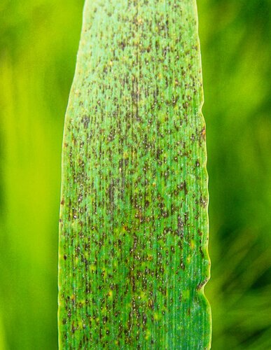 Ramularia