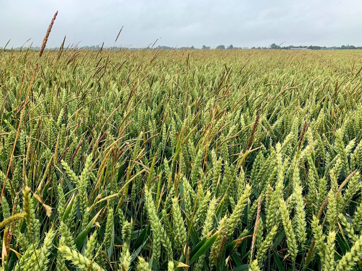 Ackerfuchsschwanz in einem Weizenbestand