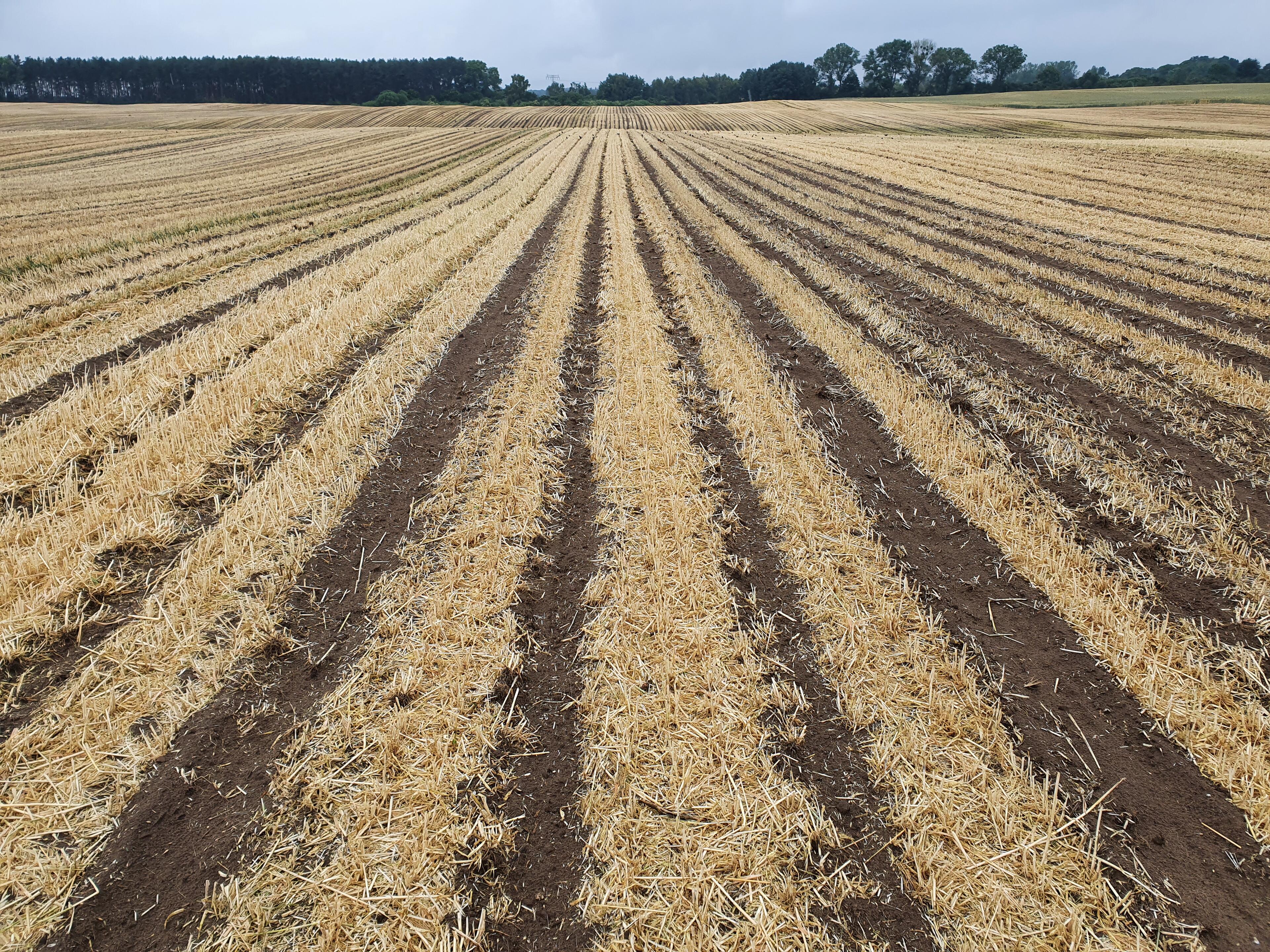 Einzelkornsaat von Raps mit Strip-Till-Gerät
