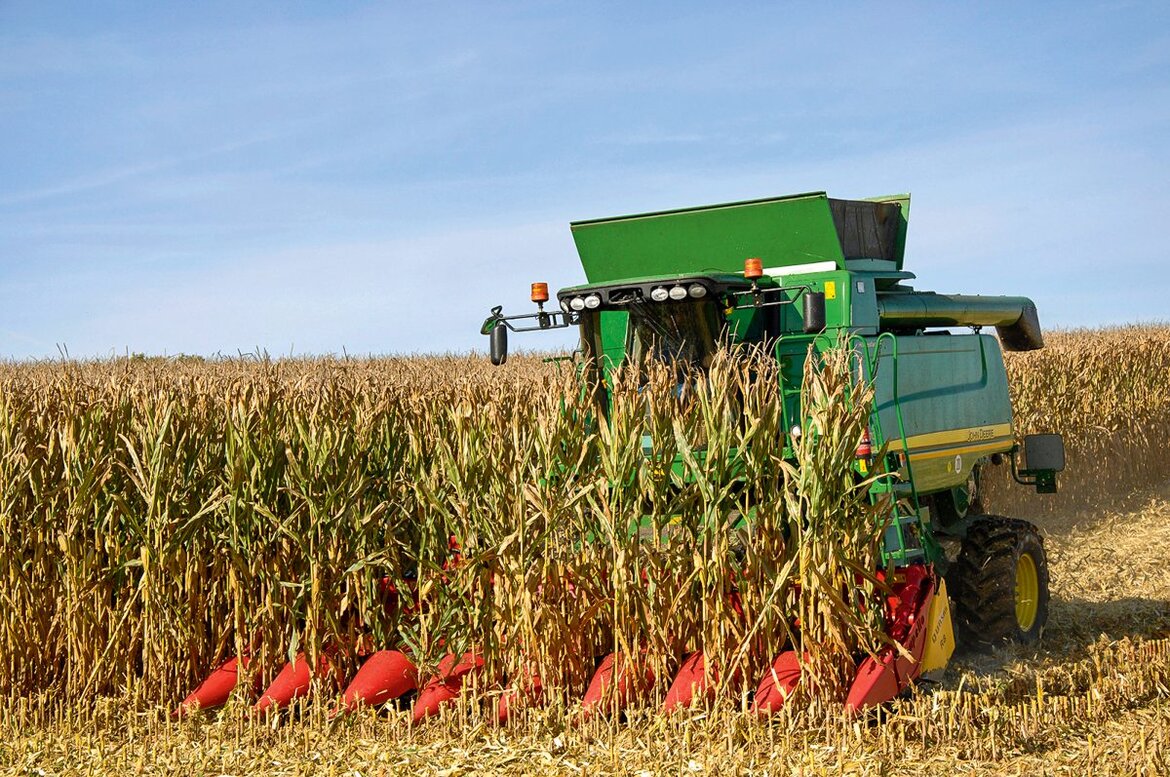 Ein Mähdrescher drischt Körnermais