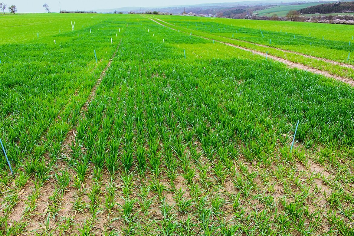 Versuchsfeld mit N-fixierenden Bakterien