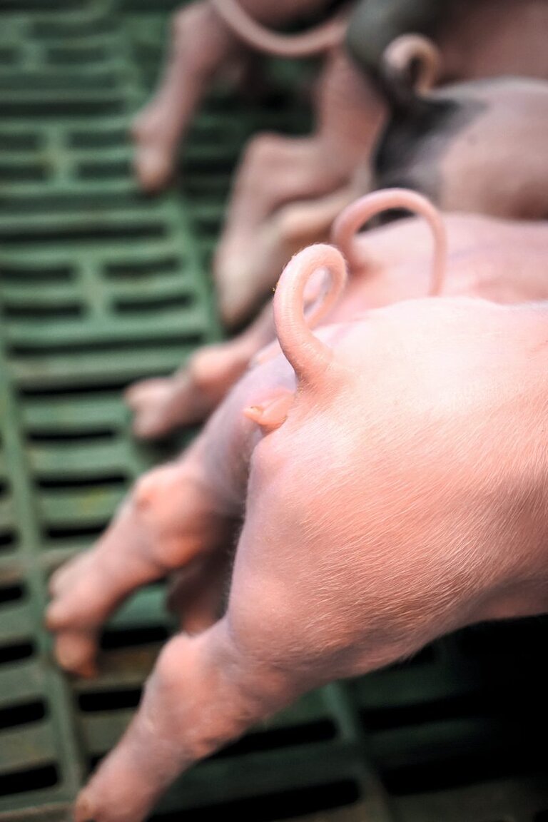 Ferkelschwänze