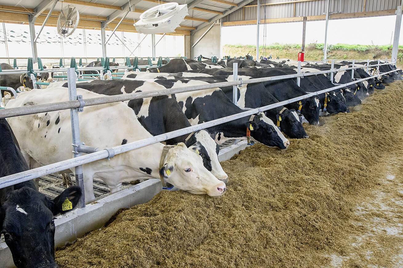 Kühe beim Futtervorgang 