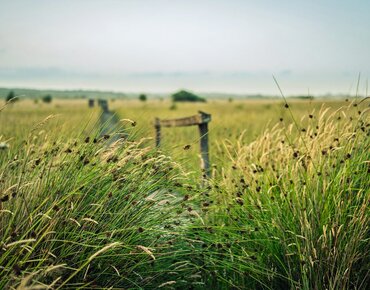 Wiedervernässtes Moor