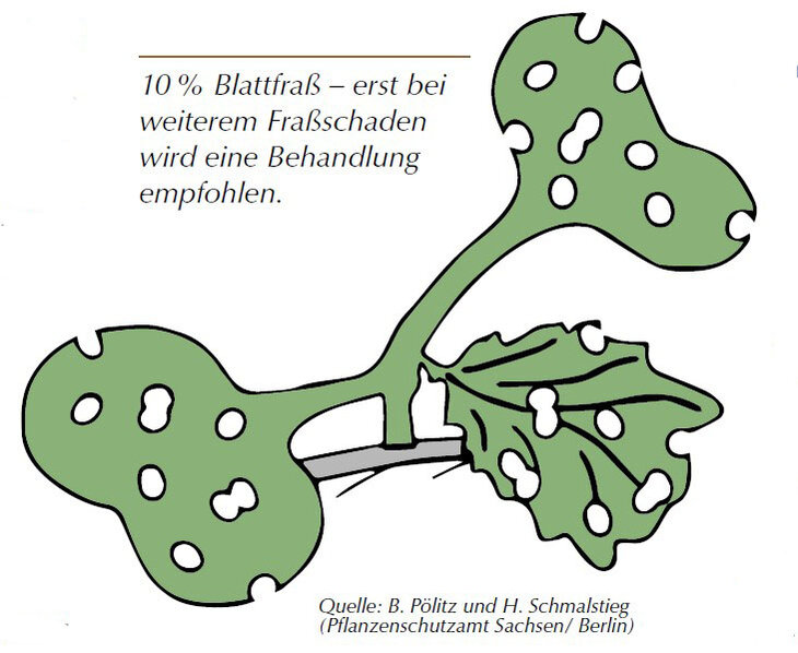 Abbildung Fraßschäden an Rapsblättern