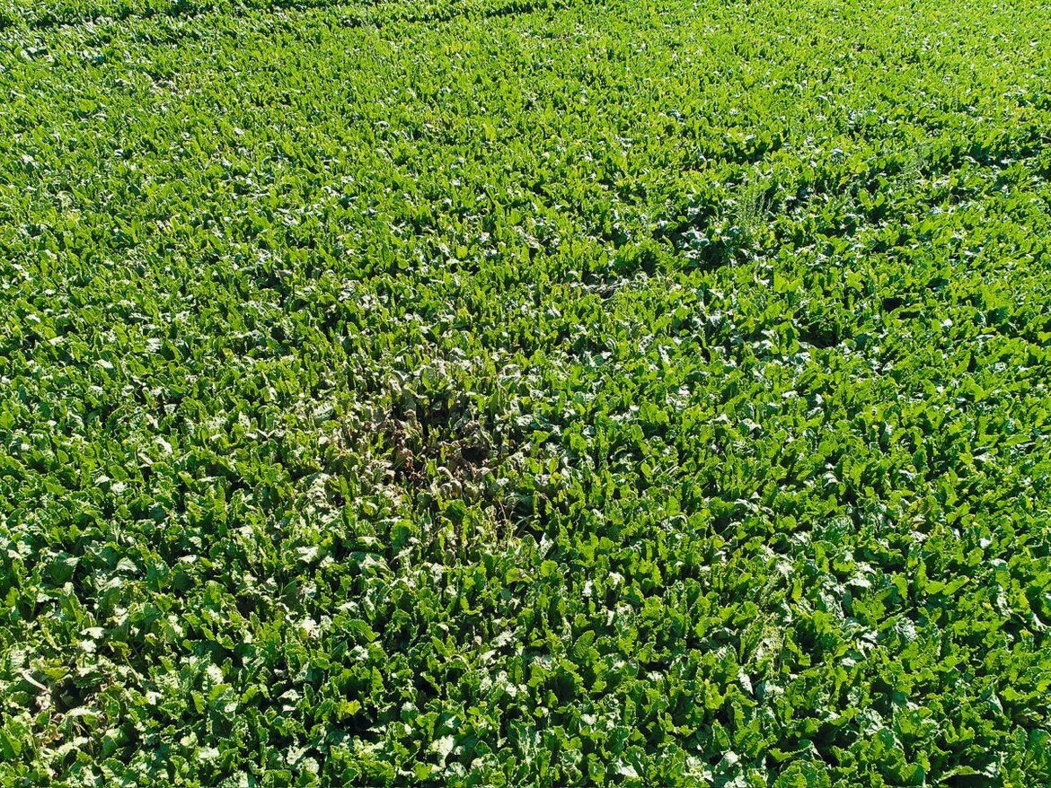Cercospora