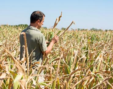Landwirt im Feld betrachte Maispflanzen