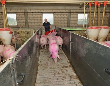 Schweine werden über einen Gang getrieben