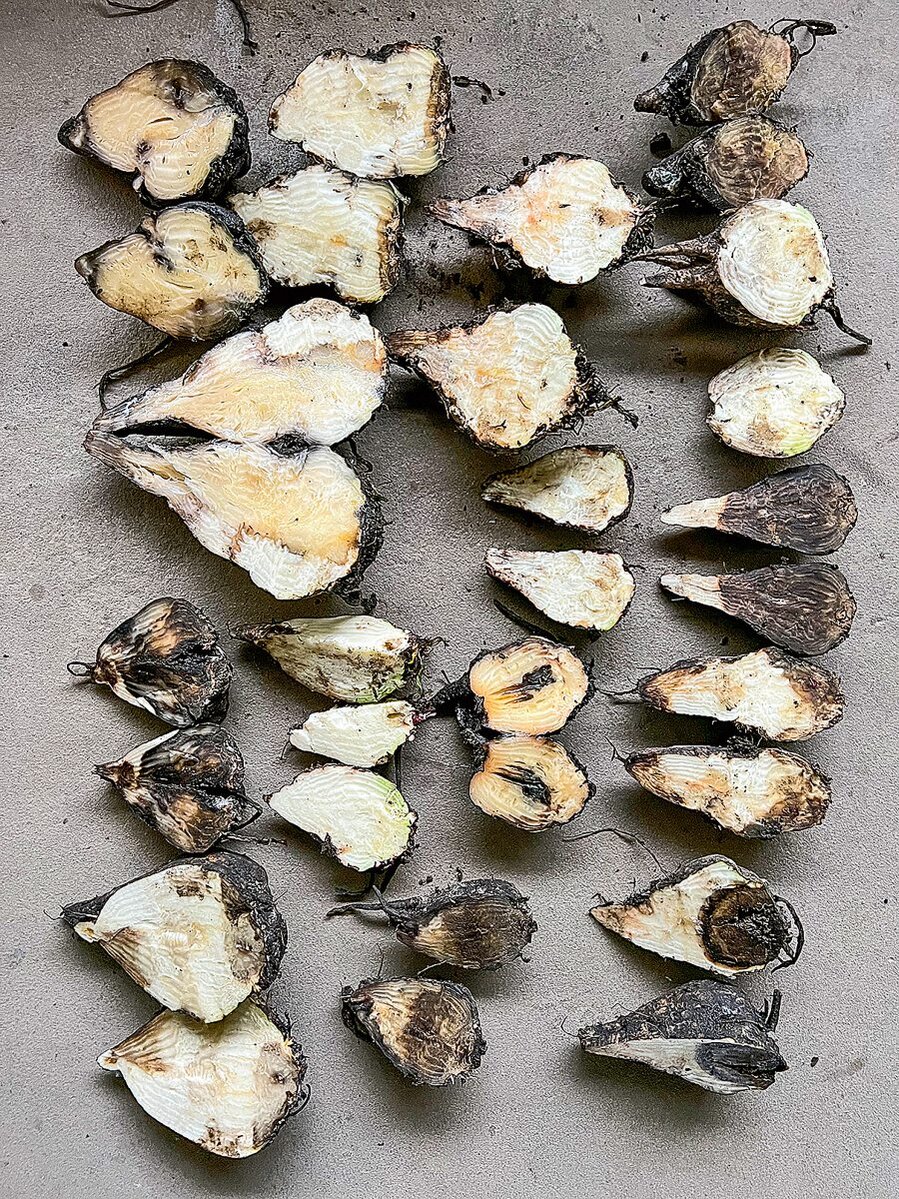 Befallene Rüben Schilfglsflügelzikade