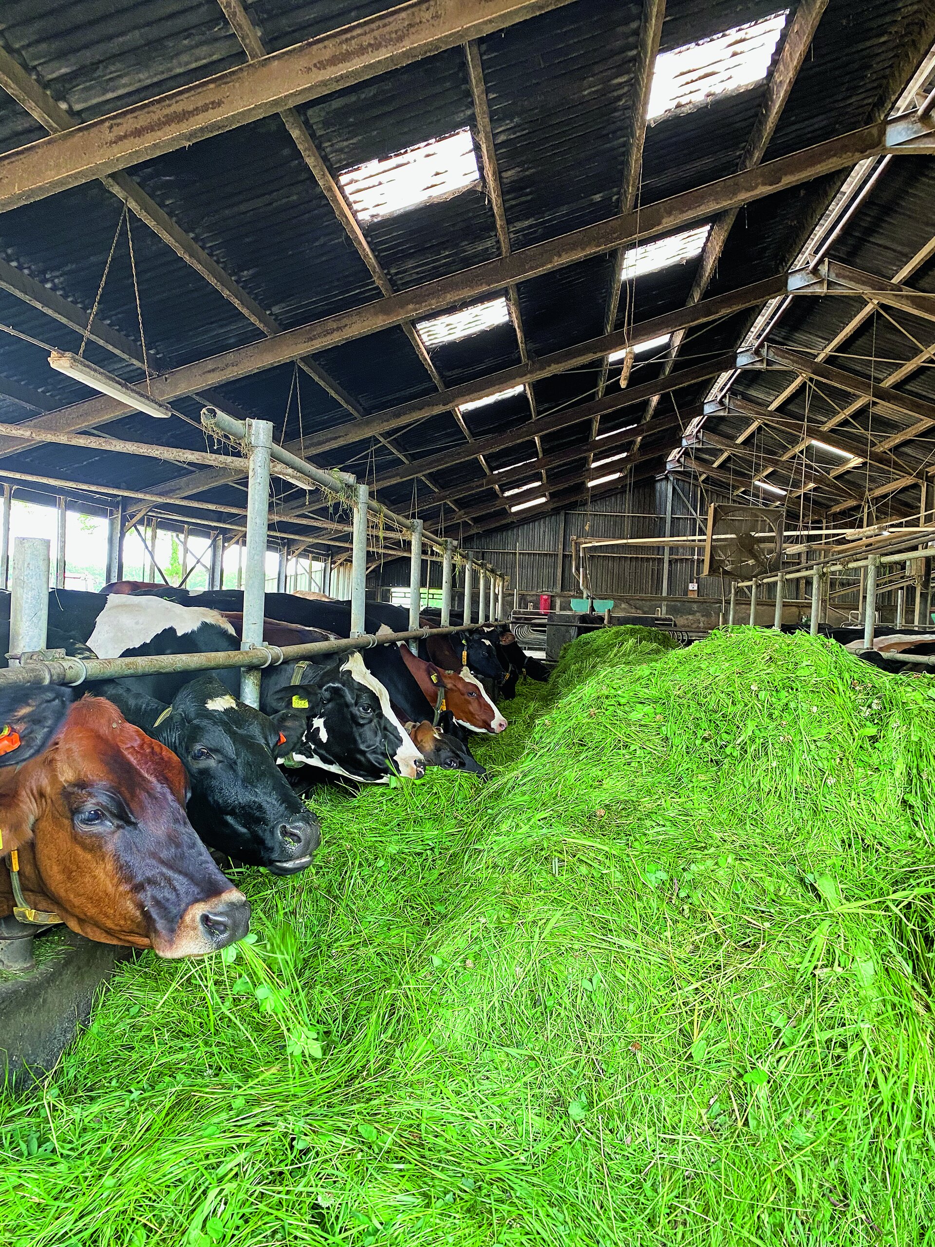 Kühe im Stall fressen frisches Gras