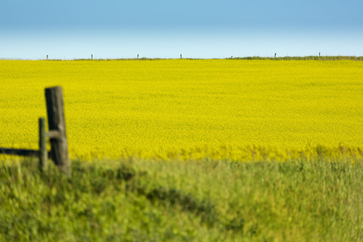 Raps_Canola council of Canada
